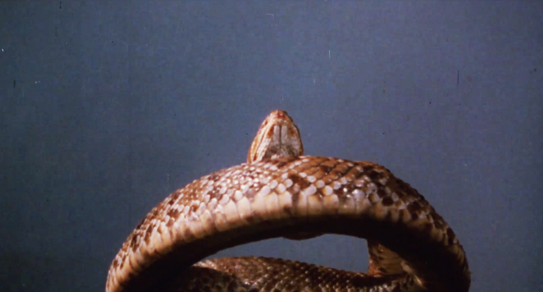 𝘊𝘢𝘴𝘤𝘢𝘣𝘦𝘭: sobre si el cine debe cambiar al mundo