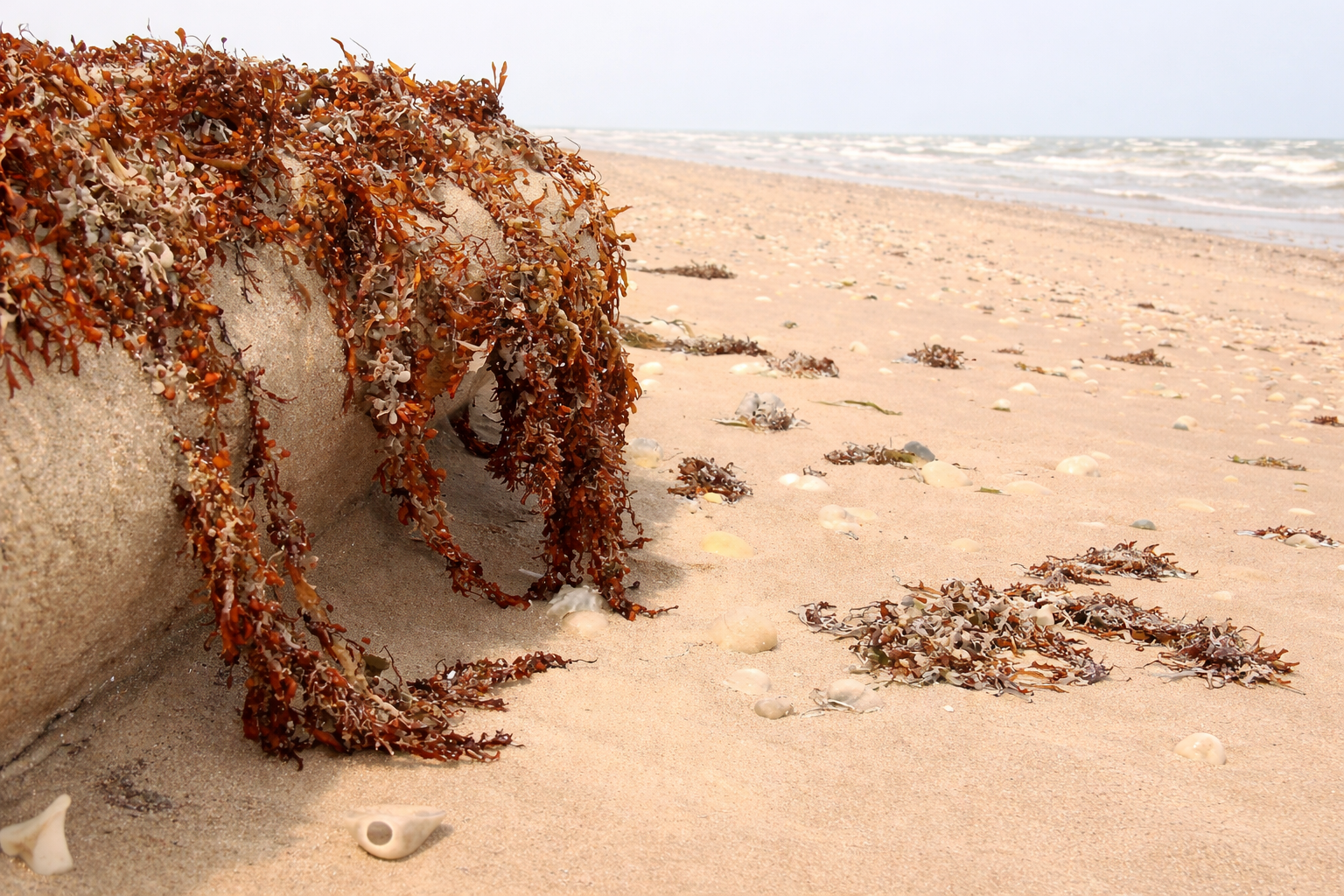 Ramiro Rodríguez y la poesía del mar en Playa Bagdad